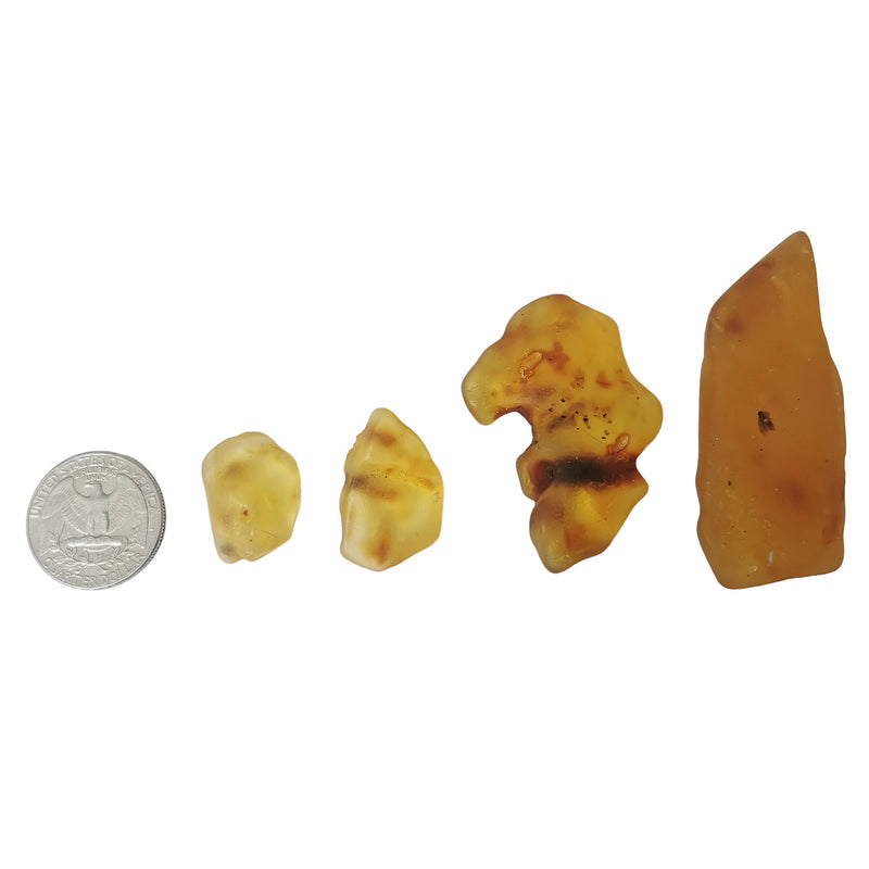 Amber (Copal) - Fossil