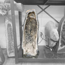 Amethyst - Cathedral Geode - Statement Specimen