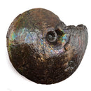 Ammolite - Fossil Specimen