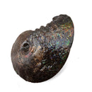 Ammolite - Fossil Specimen