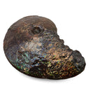 Ammolite - Fossil Specimen