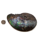 Ammolite - Fossil Specimen