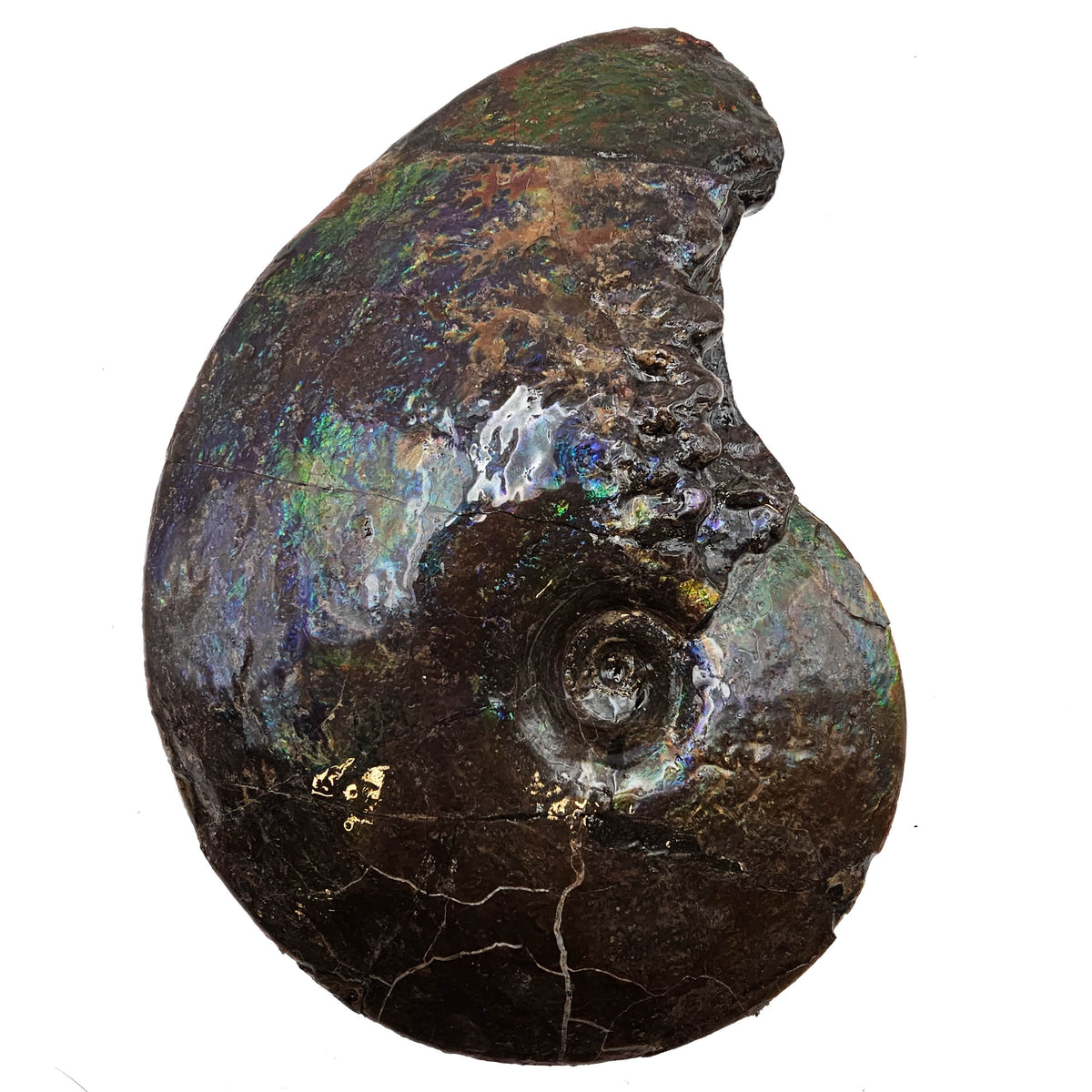 Ammolite fossil specimen, Bearpaw Formation, Late Campanian.