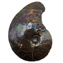Ammolite - Fossil Specimen