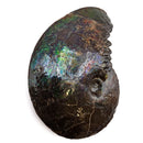 Ammolite - Fossil Specimen