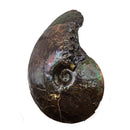 Ammolite - Fossil Specimen