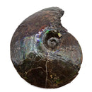 Ammolite - Fossil Specimen