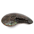 Ammolite - Fossil Specimen