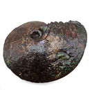 Ammolite - Fossil Specimen