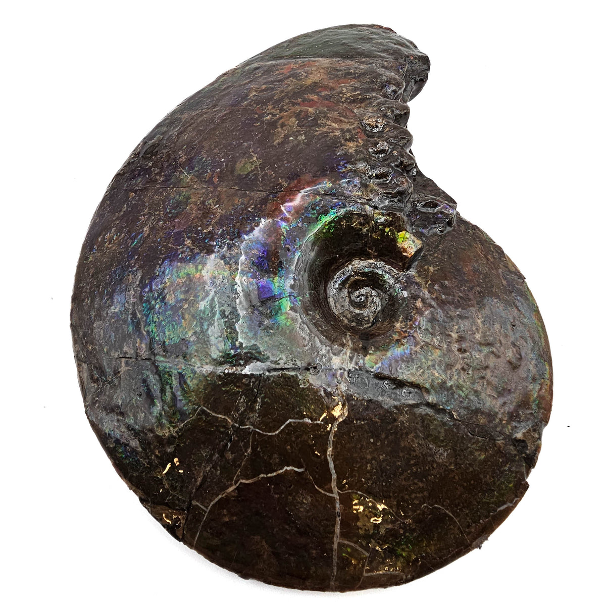Ammolite fossil specimen, Bearpaw Formation, Late Campanian.