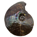 Ammolite - Fossil Specimen