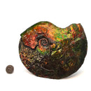 Ammolite - Fossil Specimen