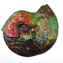 Ammolite - Fossil Specimen