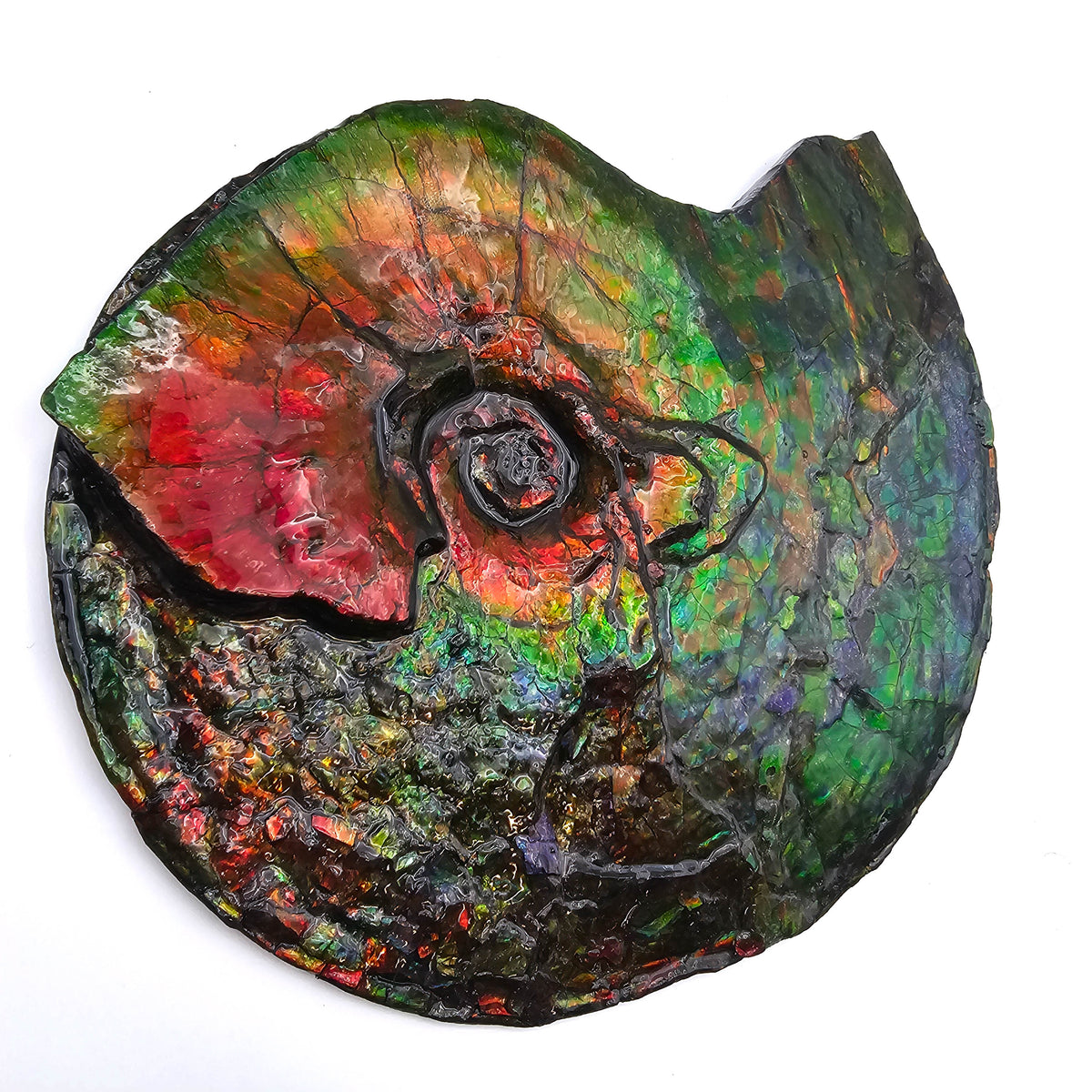 Ammolite fossil specimen, Bearpaw Formation, Late Campanian.