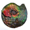 Ammolite - Fossil Specimen