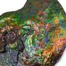 Ammolite - Fossil Specimen
