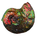 Ammolite - Fossil Specimen