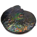 Ammolite - Fossil Specimen
