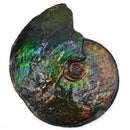 Ammolite - Fossil Specimen