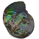 Ammolite - Fossil Specimen