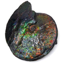 Ammolite - Fossil Specimen