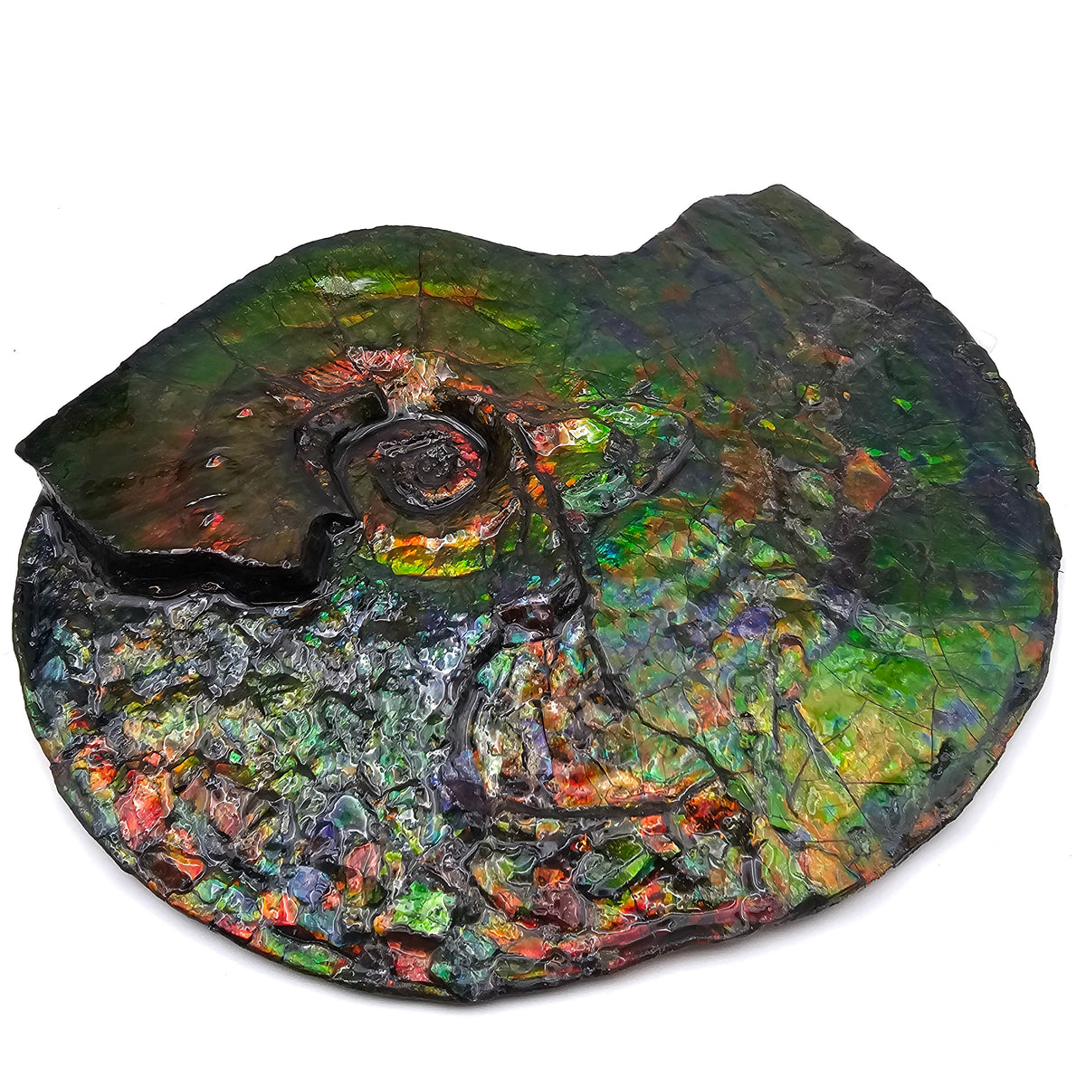 Ammolite fossil specimen, Bearpaw Formation, Late Campanian.