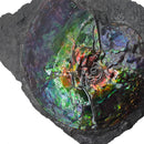 Ammolite in Matrix - Fossil Specimen