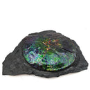Ammolite in Matrix - Fossil Specimen