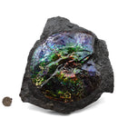 Ammolite in Matrix - Fossil Specimen