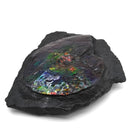 Ammolite in Matrix - Fossil Specimen