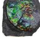 Ammolite in Matrix - Fossil Specimen