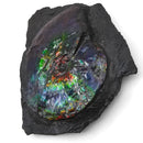 Ammolite in Matrix - Fossil Specimen