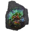 Ammolite in Matrix - Fossil Specimen