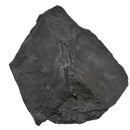 Ammolite in Matrix - Fossil Specimen