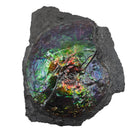 Ammolite in Matrix - Fossil Specimen