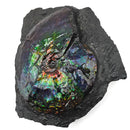 Ammolite in Matrix - Fossil Specimen