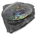 Ammolite in Matrix - Fossil Specimen