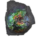 Ammolite in Matrix - Fossil Specimen