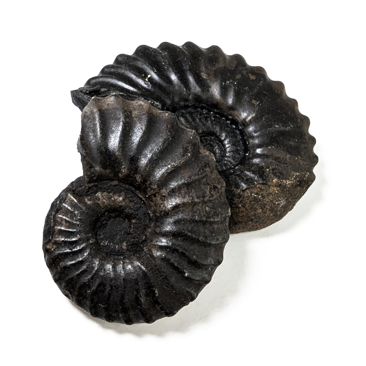 Ammonite - Fossil