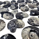 Ammonite - Fossil - Morocco