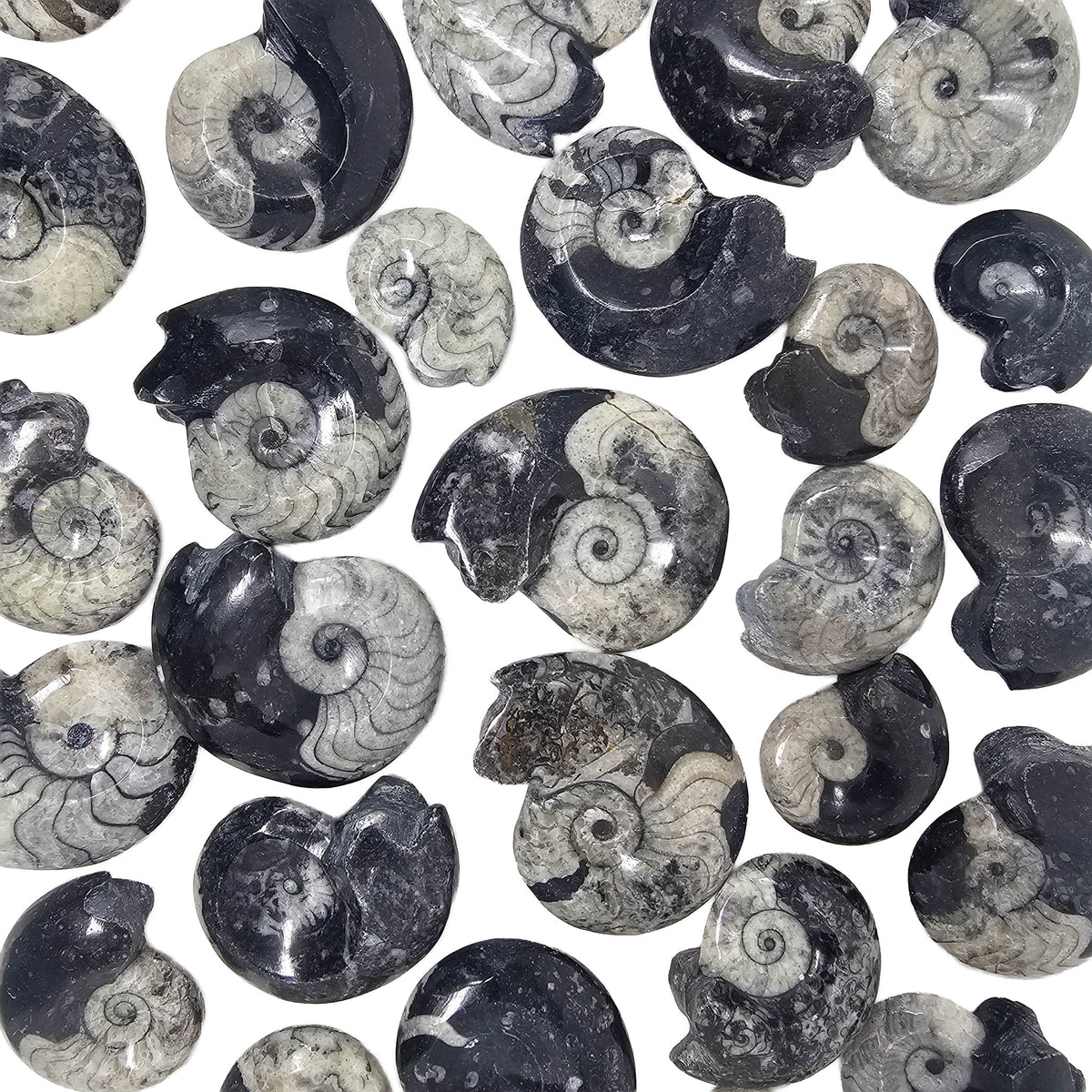 Ammonite - Fossil - Morocco