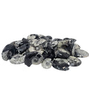 Ammonite - Fossil - Morocco