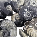 Ammonite - Fossil - Morocco