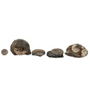 Ammonite - Fossil - Germany - Jurassic