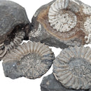 Ammonite - Fossil - Germany - Jurassic