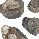 Ammonite - Fossil - Germany - Jurassic