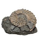 Ammonite - Fossil - Germany - Jurassic