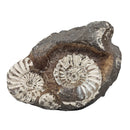 Ammonite - Fossil - Germany - Jurassic
