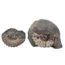 Ammonite - Fossil - Germany - Jurassic