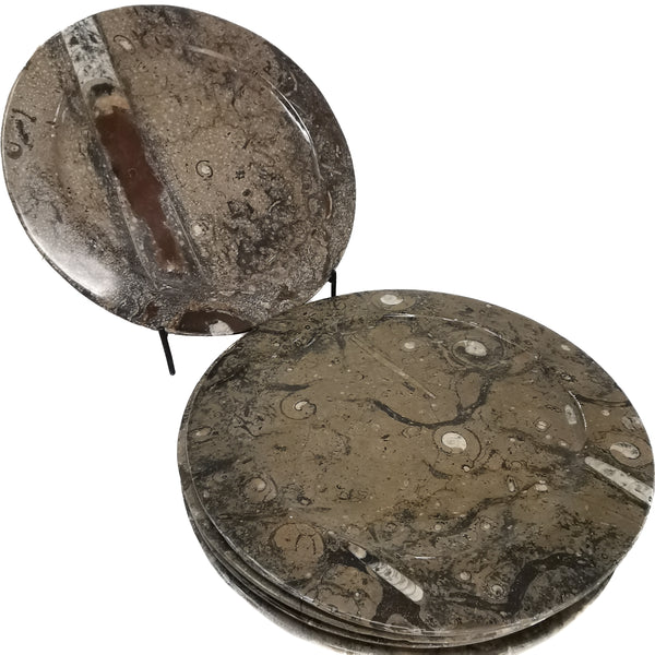 菊石和正角龙 - 圆盘 - 化石